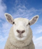 SHEEP